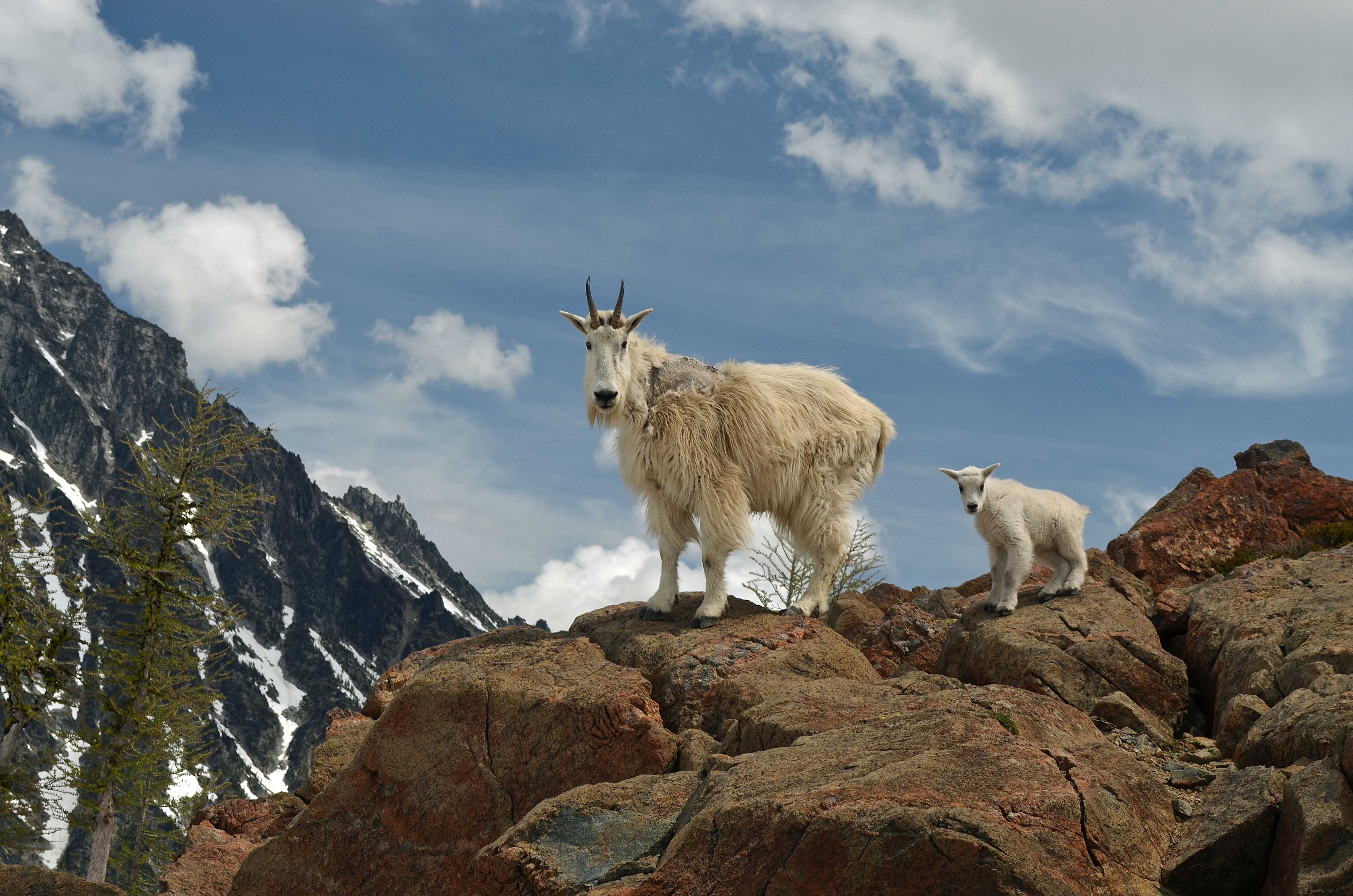 Mountain goat and baby, Ingalls Pass, copyright Monica Van der Vieren