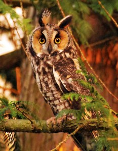 Long-eared owl at my house; attention posture