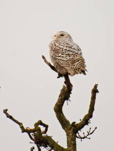 Snowy owl, Boundary Bay, Vancouver, Canada