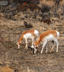 Pronghorns