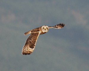 ShortEaredOwl