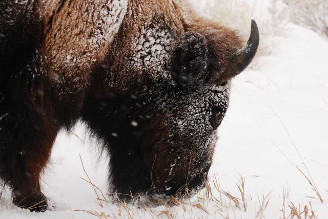 snowybison