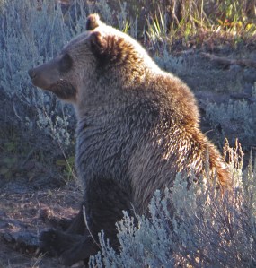 Contemplating the future without peanut butter sandwiches
