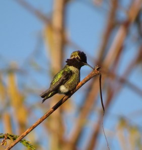 Male Anna's hummingbird, staking a claim.