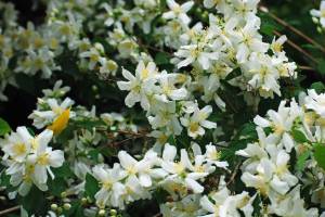 Mock orange, more frequent in Eastern Washington, with nectar for butterflies and seeds for birds- and citrus scent for people!