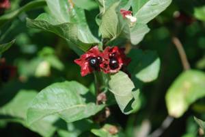 Twinberry is a twining shrub with flowers for hummingbirds and berries that waxwings love