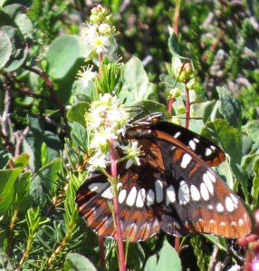 Admiral in the wet meadows on the lookout trail