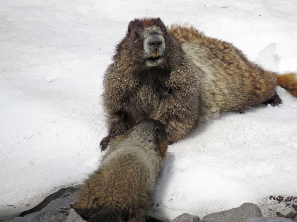 Marmots chillin' on a hot day
