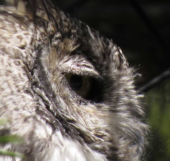 Great horned owl, Grizzly and Wolf Discovery Center