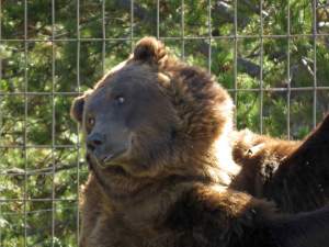 Grizzly playing with tree, Grizzly and Wolf Discovery Center