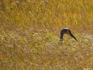 Sandhill crane stalking food, trail to Basin Creek Lake