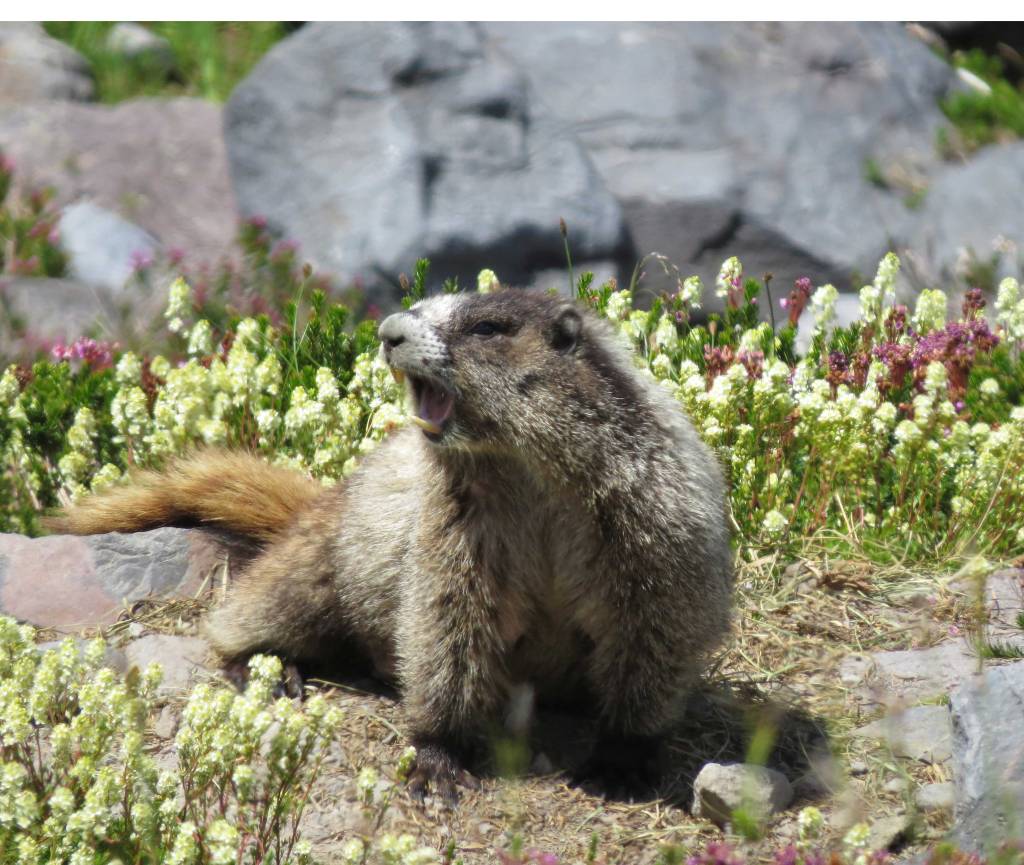 Marmot announcing my presence