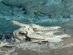 Remains of victim, Heart Lake Geyser Basin