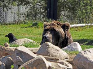 A "bad bear" lives the best life it can inside a fence at the Grizzly and Wolf Discovery Center. He will never return to the wild after habituation to human food, but at least he is alive!