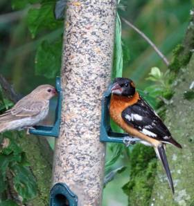 Black-headed grosbeak at a seed feeder