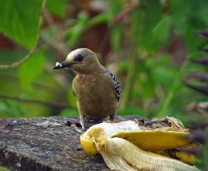 A Hoffman's woodpecker feasts on a banana at a wildlife photography resort in Costa Rica
