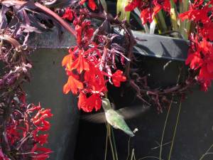 A flowering lobelia attracts hummingbirds even in a pot