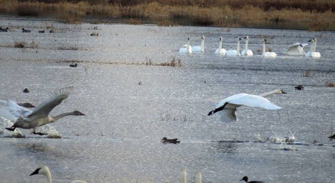 The swan behind is still running on the water as it gains flight.