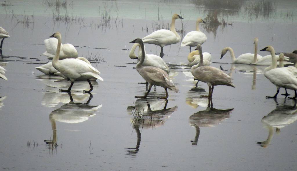 A Christmas gift of&nbsp;swans