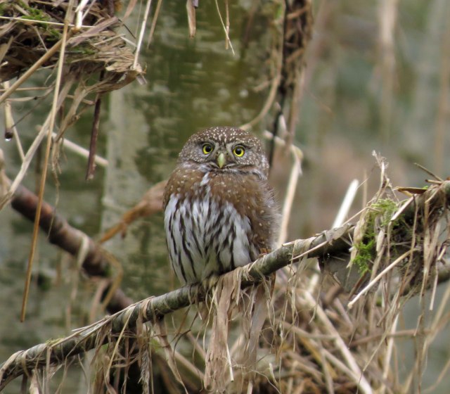 Northern pygmy owl