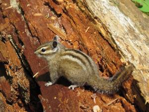 I didn't eat your pack strap, really I didn't