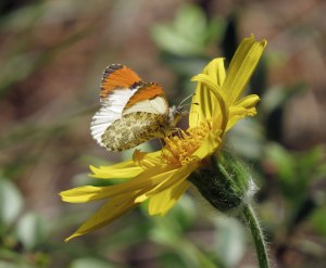 SarasOrangetip