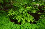 MaidenhairFern
