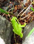 Pacific-chorus-frog