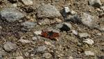 Checkerspot