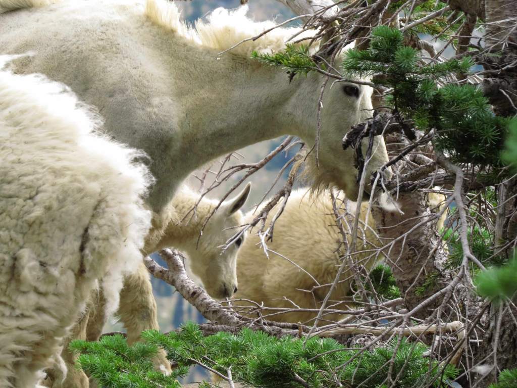 A veritable gang of goats at my (their) campsite