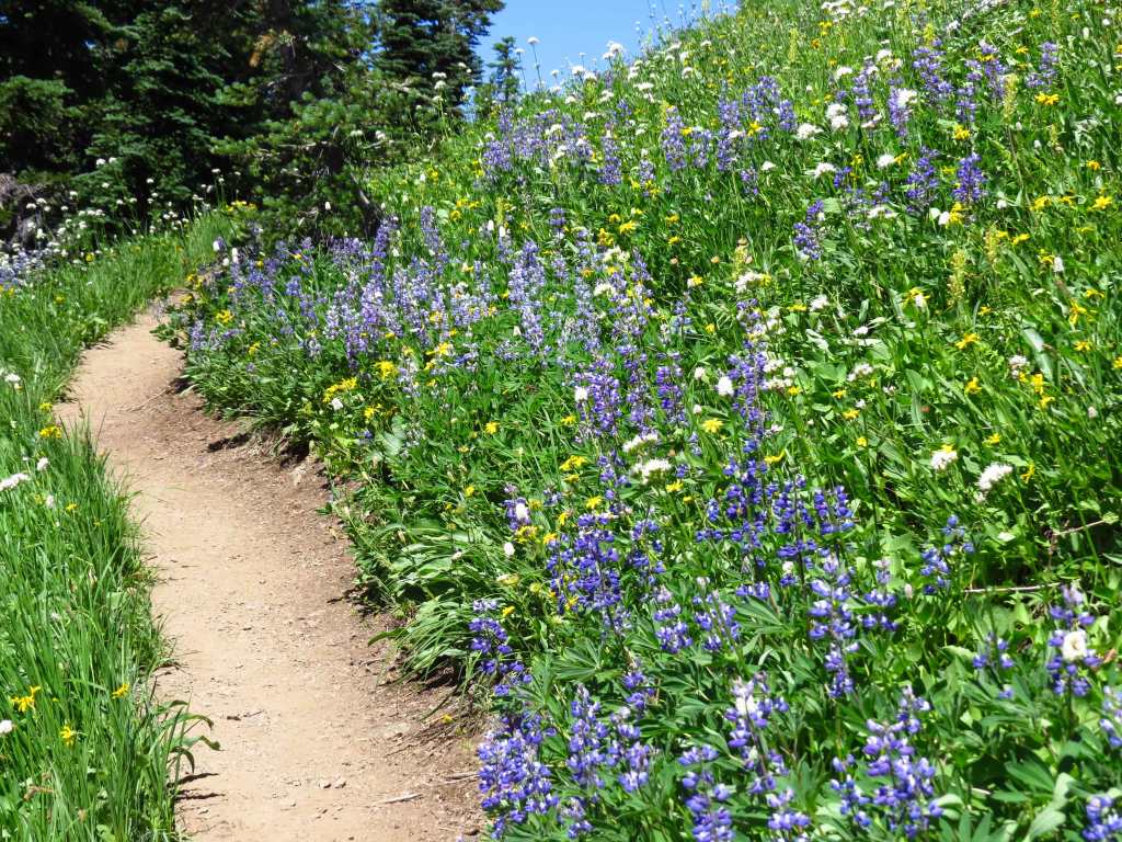 Garden on the Skyline Divide Trail. More pictures below!