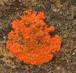 OrangeLichen
