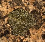 MapFungus_StarryNight