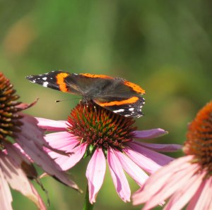 A late visitor- red admiral butterfly visiting a coneflower