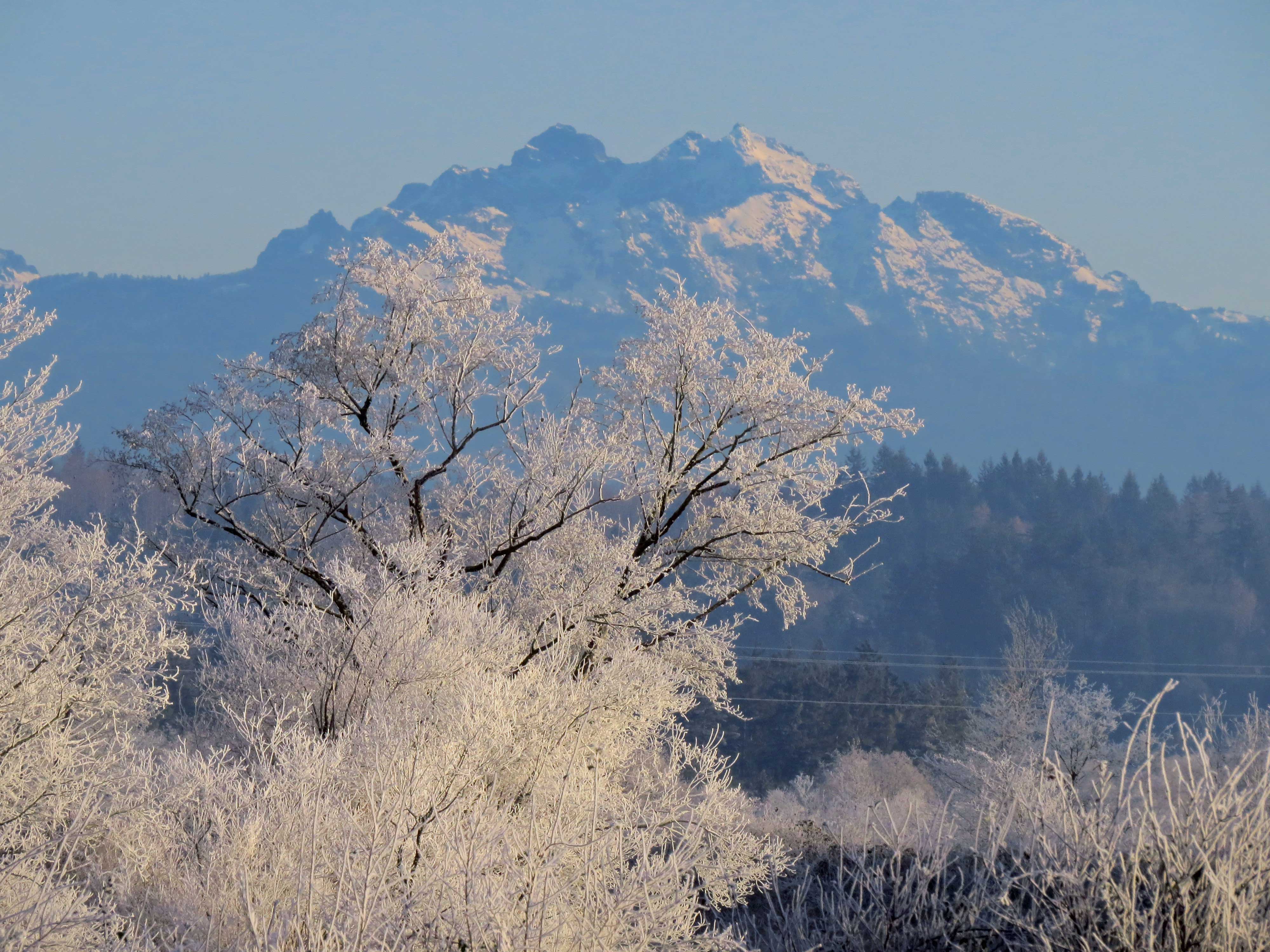 FrostyTreeThreeFingers