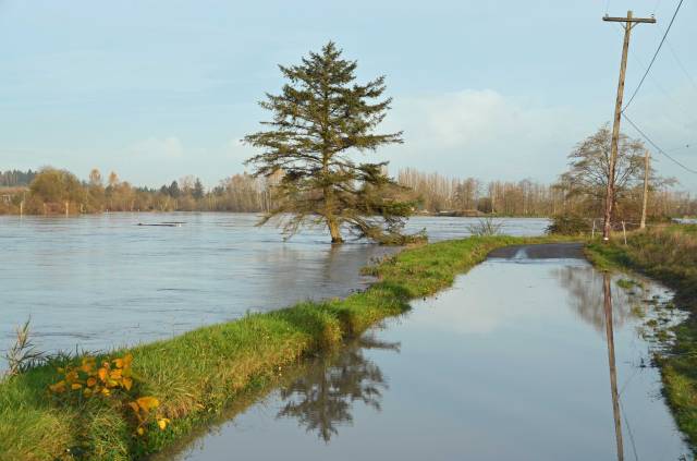 Flooded road and trooper of a fir tree