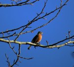 WinterRobin