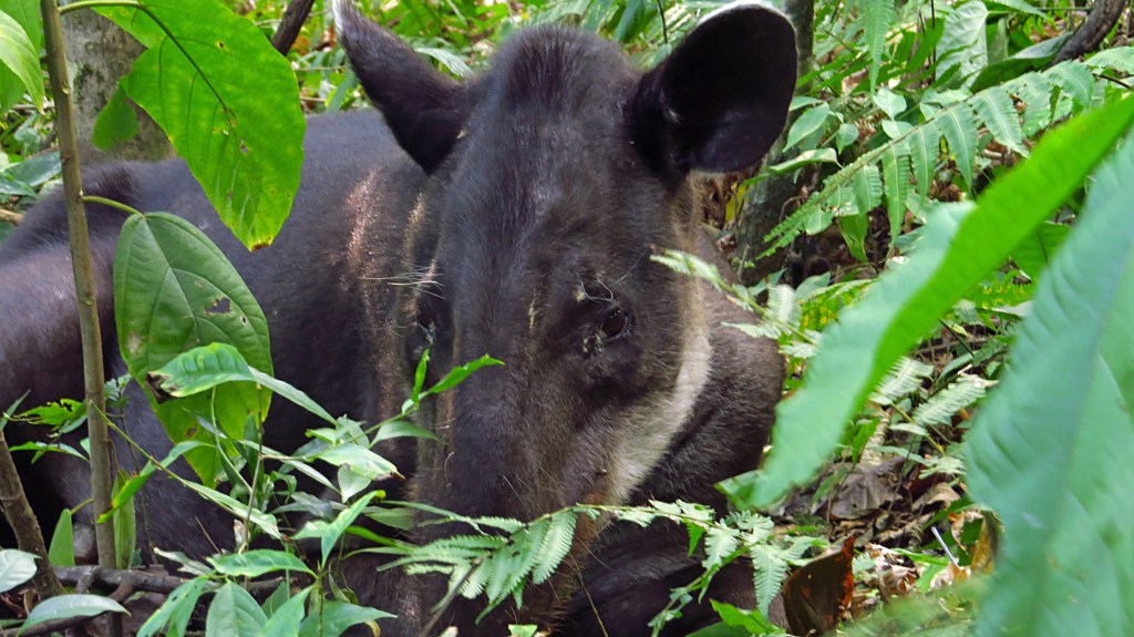 The Lovely Tapir