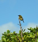 Bellbird