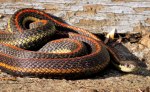 GarterSnakes