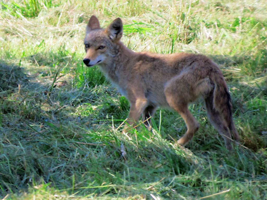 A Coyote and her Tractor&nbsp;Friend