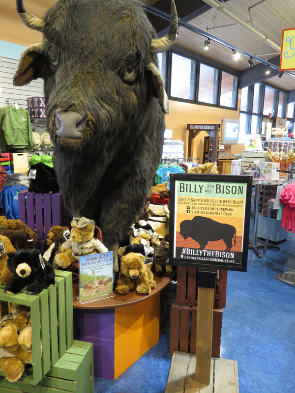 billythebison