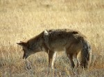 coyotehunting