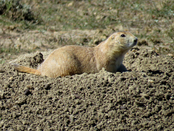 prairiedogearbling
