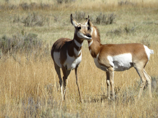 pronghorns