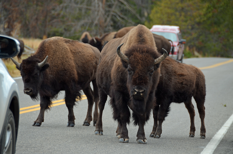 Yellowstone, I love you but you drive me&nbsp;crazy