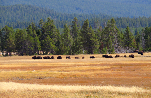 ynpmovingthentheystopped