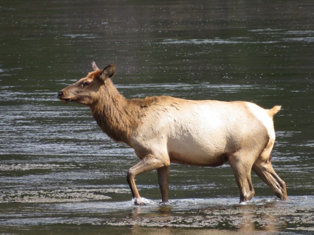 elkcowcrossingriver