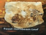 fossilhornbeam