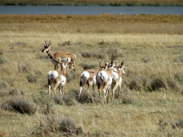 healthypronghorn
